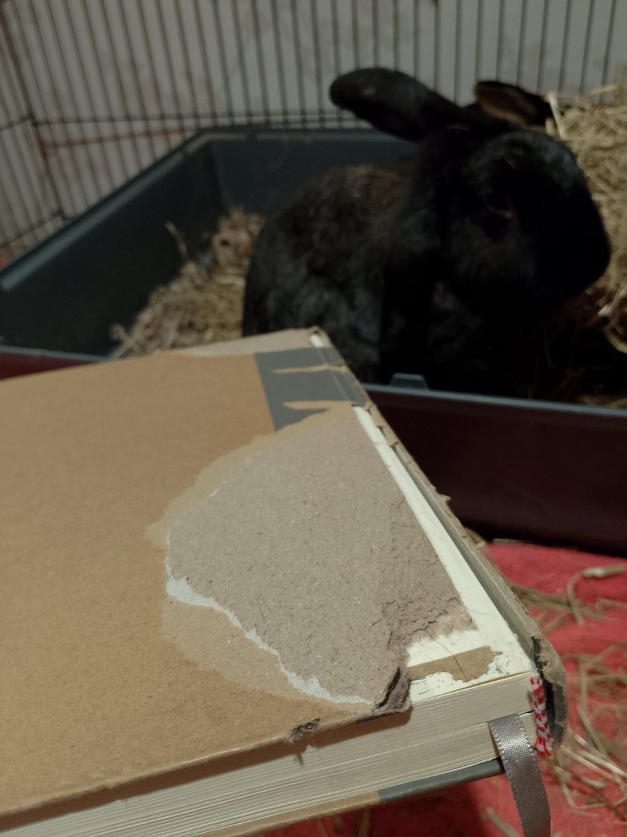 When you leave your #notebook on the side forgetting your #rabbit can sniff out cardboard... He even moved a pet carrier to get to this. 😵‍💫😅