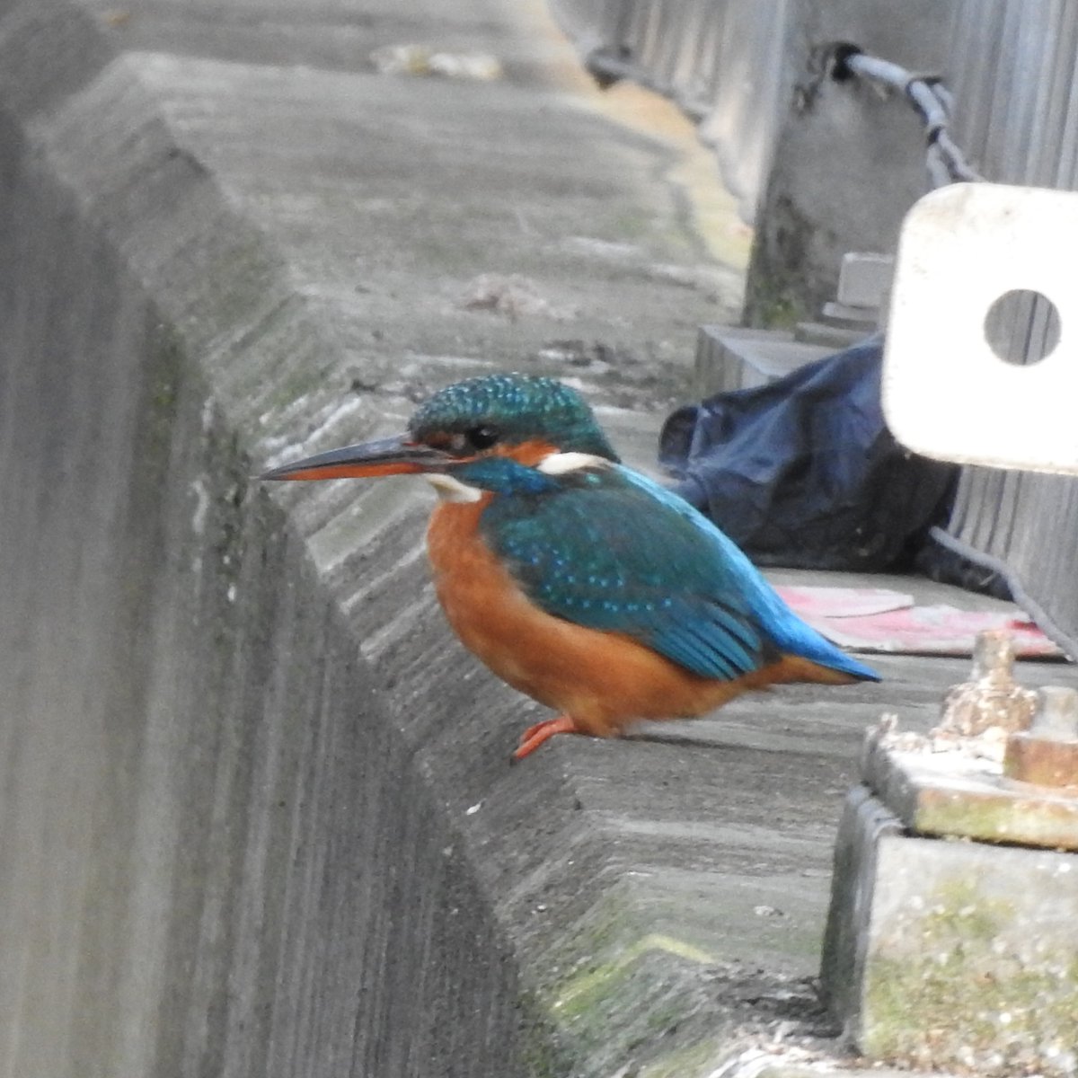 East London Kingfishers (@canalregent) on Twitter photo The Happy Couple!
The male and female kingfisher in the Queen Elizabeth Olympic Park.
#LondonBirds #nature #wildlife #kingfisher #kingfishers <a href="/Natures_Voice/">RSPB</a> <a href="/noordinarypark/">Queen Elizabeth Olympic Park</a> <a href="/LeeValleyPark/">Lee Valley Park</a> #birdphotography #eastlondon The Happy Couple!
The male and female kingfisher in the Queen Elizabeth Olympic Park.
#LondonBirds #nature #wildlife #kingfisher #kingfishers <a href="/Natures_Voice/">RSPB</a> <a href="/noordinarypark/">Queen Elizabeth Olympic Park</a> <a href="/LeeValleyPark/">Lee Valley Park</a> #birdphotography #eastlondon