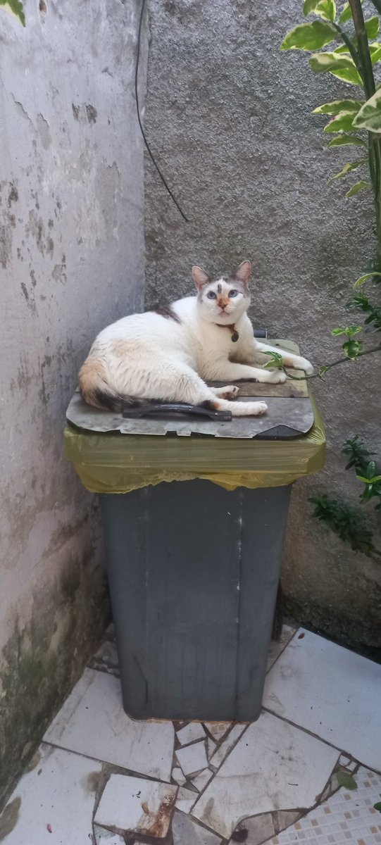SKITGL0SS's tweet photo. o gato de vocês é dramático? hoje os filhotinhos que eu resgatei semana passada passaram um tempo brincando no meu quarto e meu gato foi dormir NA LATA DE LIXO https://t.co/DvSoCRARri