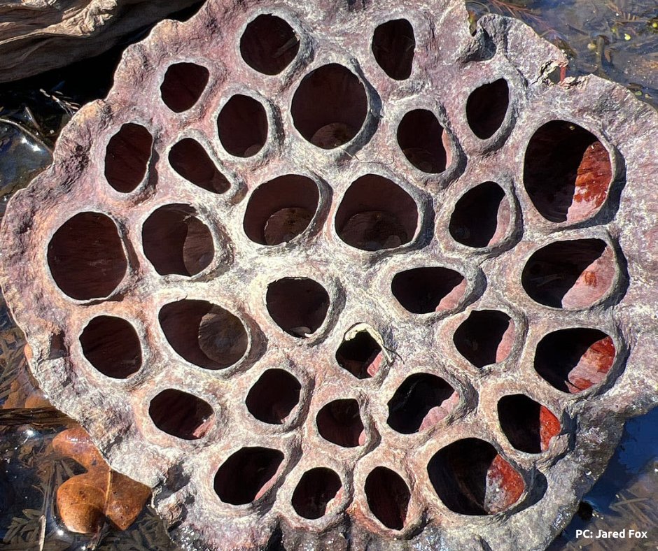 We're so excited to share this write-up from Jared Fox, of Fox EduConsulting, titled, " Kenilworth Aquatic Gardens: a model learning environment". Use the #linkinbio to read about our recent field trip collaborations w/ @urbanadvsquad, @gonatureforward, and NPS at the park. 📰 🪷