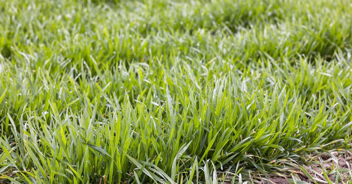 There's still a lot of growing season to get through, but this year's Illinois wheat crop looks largely good. <a href="/USDA/">Dept. of Agriculture</a> rated conditions as 8% excellent, 30% fair and 1% poor as of March 30. @RBRanch_FW checked in with <a href="/IllinoisWheat/">Illinois Wheat Association</a> board members ➡️ bit.ly/42BNJYZ