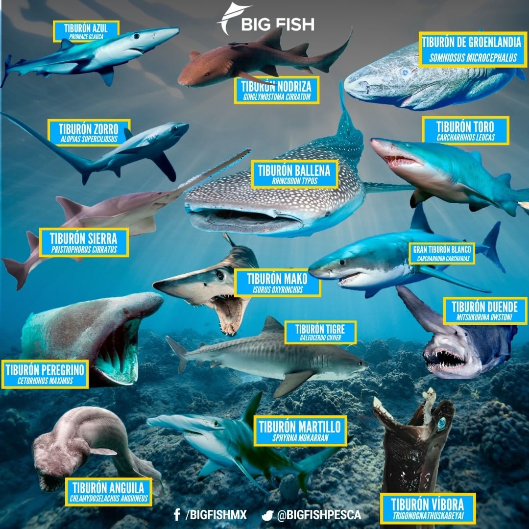 bigfishpesca's tweet photo. ¡Feliz pesca! #pescadeportiva #sportfishing Visita https://t.co/pgdwUr1UBP https://t.co/doNDzm7959