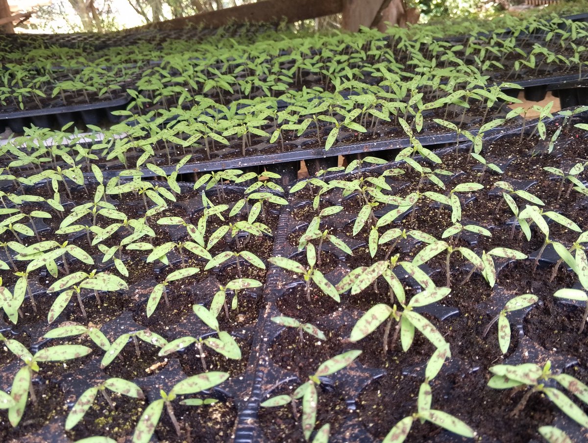 Muri <a href="/Duhinge1/">DUHINGE ISHIMWE COMPANY Ltd</a> igihe cyo gutegura ubutaka bwo guteramo inyanya ni ikingiki kuko ingemwe zikomeje gukura no kwita.<a href="/aeerwanda/">AEE RWANDA</a> <a href="/Agronomme_/">AGRONOMME 🇷🇼</a> <a href="/Agronommejean/">Agronomme Jean Baptiste🇬🇦 🌽🥦</a> <a href="/HAKUZWUMUREMYI/">HAKUZWUMUREMYI Joseph</a> <a href="/Elysee0fficial/">NIYONZIMA Elysée</a> <a href="/KambandaAntoine/">Antoine Cardinal KAMBANDA</a> <a href="/kimironkosecto6/">Kimironko Sector</a>