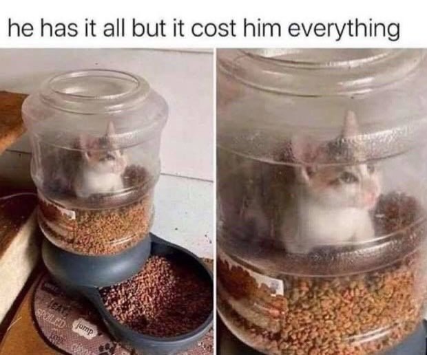 smol silly cat tweet media