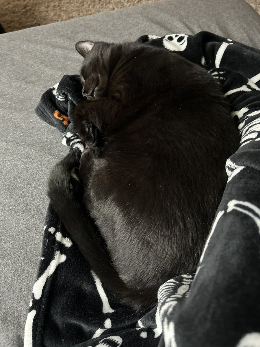 FaintEcho_'s tweet photo. Sometimes I look at my cat Eden and wonder how could someone ever throw him out their car and leave him in the parking lot of a fucking kill shelter- 

He’s the sweetest boy I’ve ever known😭😭 https://t.co/moQcKp1HsF