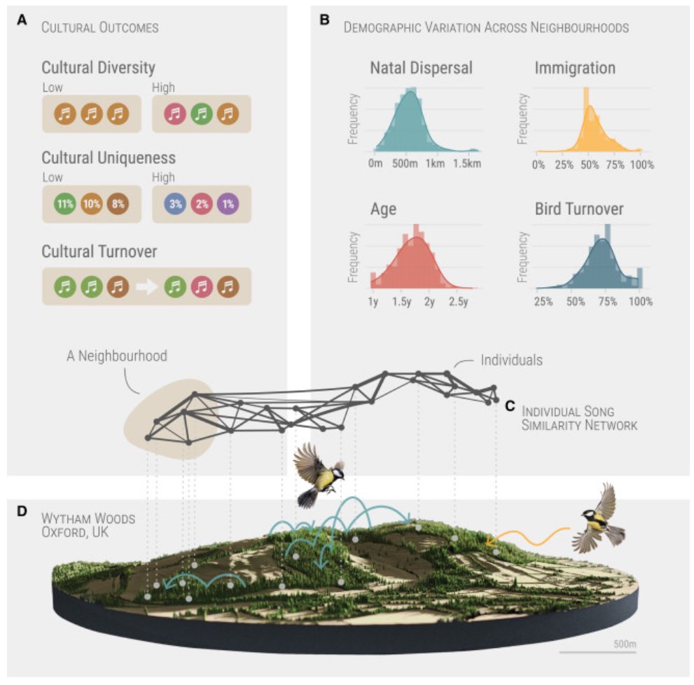 Esteban Botero D. (@eboterod) on Twitter photo The demographic drivers of cultural evolution in bird song.
<a href="/CurrentBiology/">Current Biology</a>
cell.com/current-biolog… The demographic drivers of cultural evolution in bird song.
<a href="/CurrentBiology/">Current Biology</a>
cell.com/current-biolog…