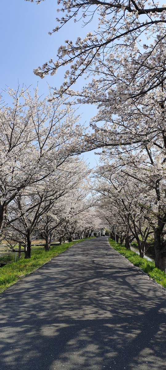 yuzu1733's tweet photo. 撮ったらイマイチだったので
加工したら良くなった🥰
桜って薄く撮れるなあ https://t.co/5VbnCc3MK3