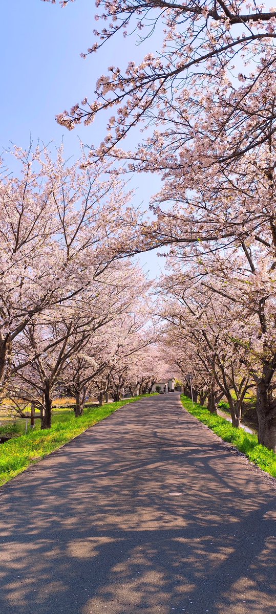 yuzu1733's tweet photo. 撮ったらイマイチだったので
加工したら良くなった🥰
桜って薄く撮れるなあ https://t.co/5VbnCc3MK3