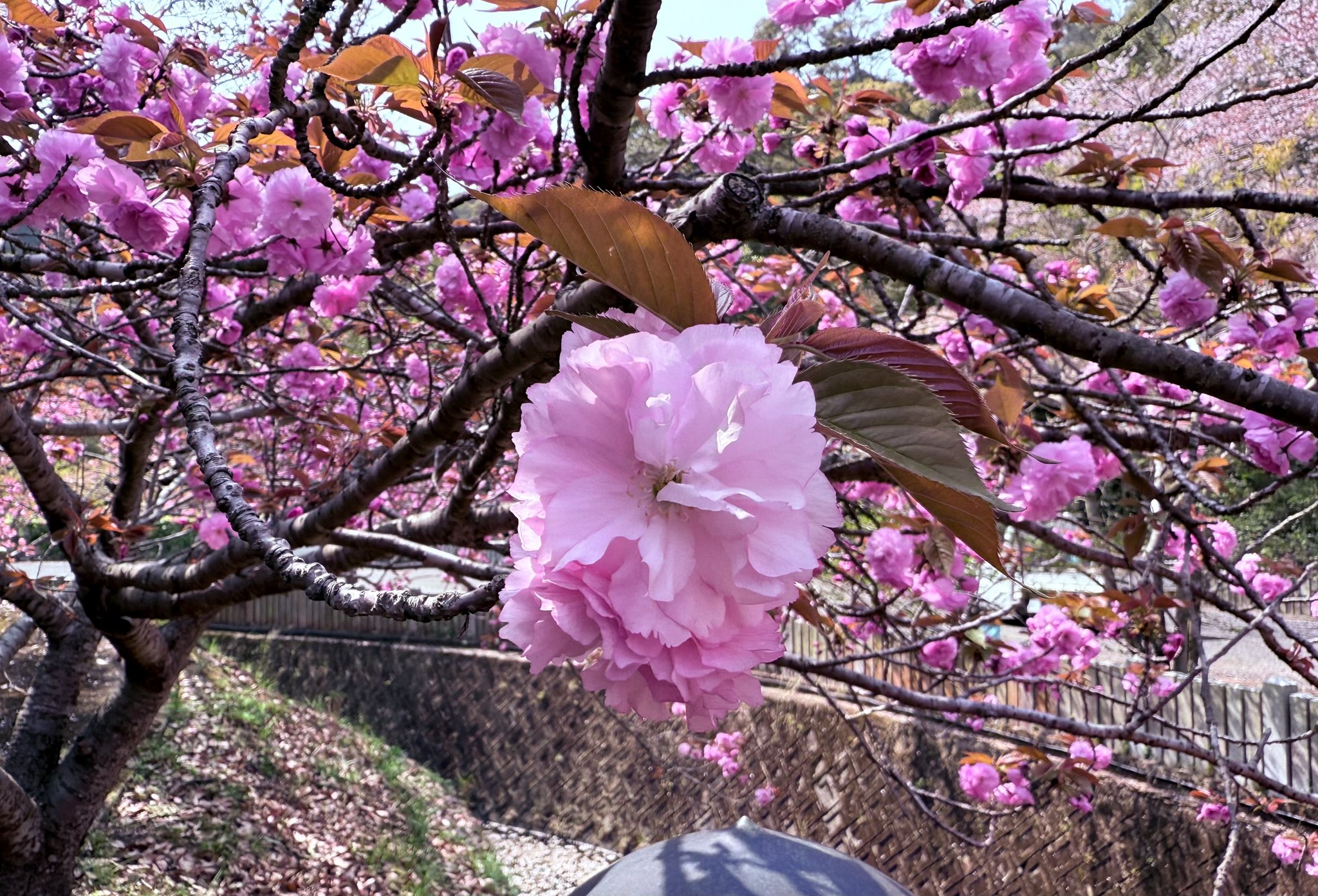 桜 ページ さくらちゃんと一緒の毎日を！木之本桜（CV：丹下桜）の録り