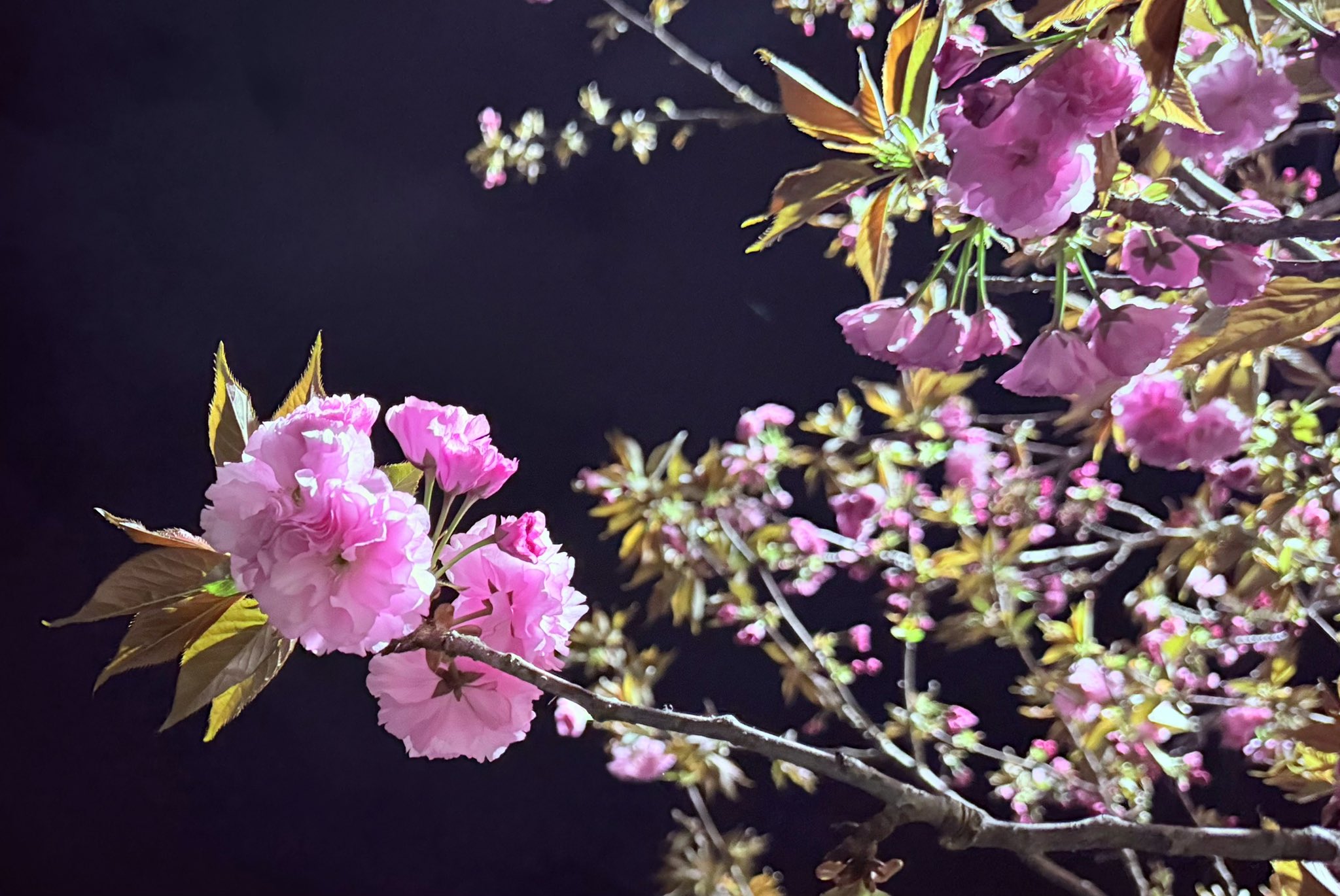 桜ページ いちページ 厚底ハートハイカットスニーカー（スニーカー） | csT&P