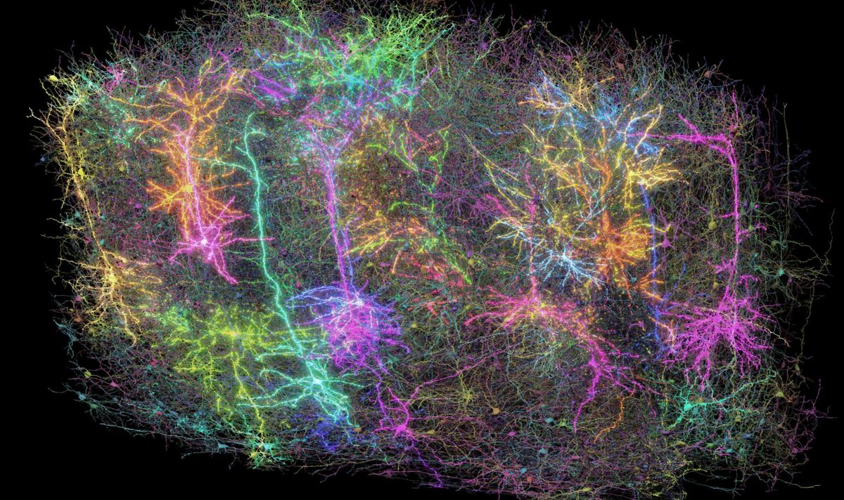 MarioNawfal's tweet image. 🇺🇸U.S. SCIENTISTS CREATE FIRST-EVER COMPLETE BRAIN CIRCUIT MAP

A groundbreaking new 3D map of a single cubic millimeter of mouse brain—just a speck—has revealed a staggering 84,000 neurons connected by half a billion synapses and over 5.4 kilometers of neural wiring.…