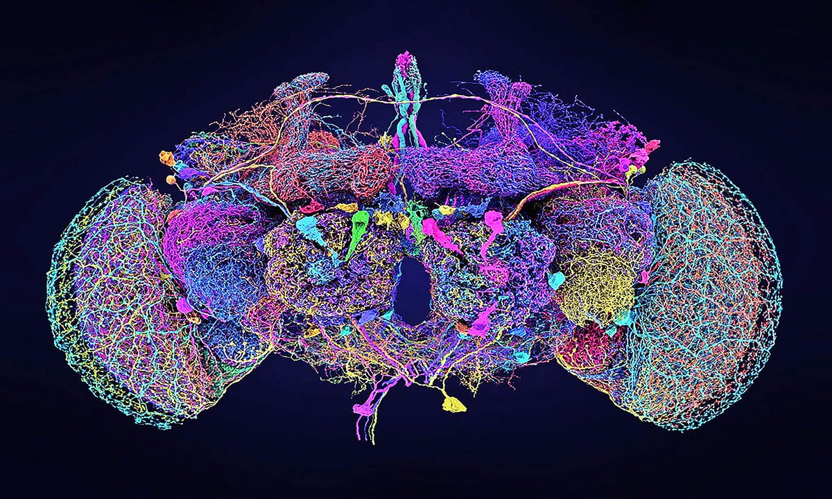 MarioNawfal's tweet image. 🇺🇸U.S. SCIENTISTS CREATE FIRST-EVER COMPLETE BRAIN CIRCUIT MAP

A groundbreaking new 3D map of a single cubic millimeter of mouse brain—just a speck—has revealed a staggering 84,000 neurons connected by half a billion synapses and over 5.4 kilometers of neural wiring.…