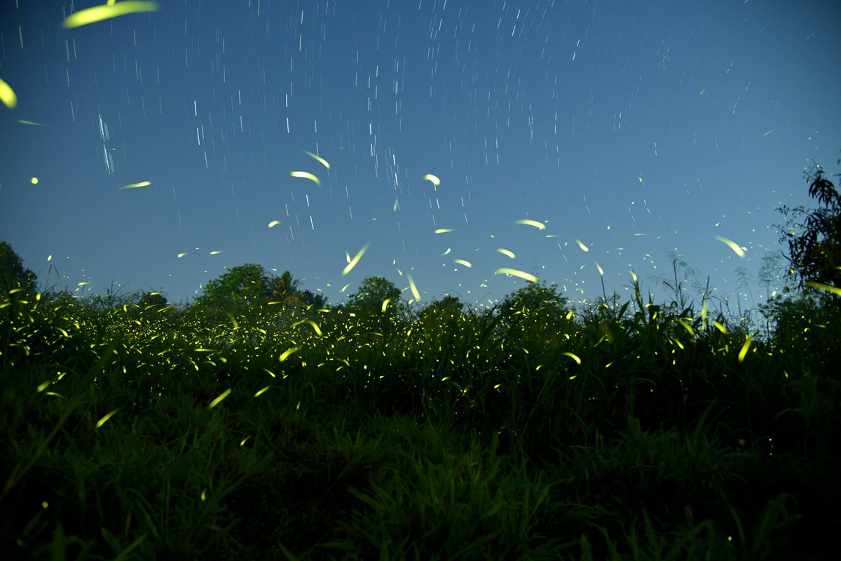 csdhara's tweet image. the power of many… one click at a time… fireflies in flight… #indiaves #nikonindia