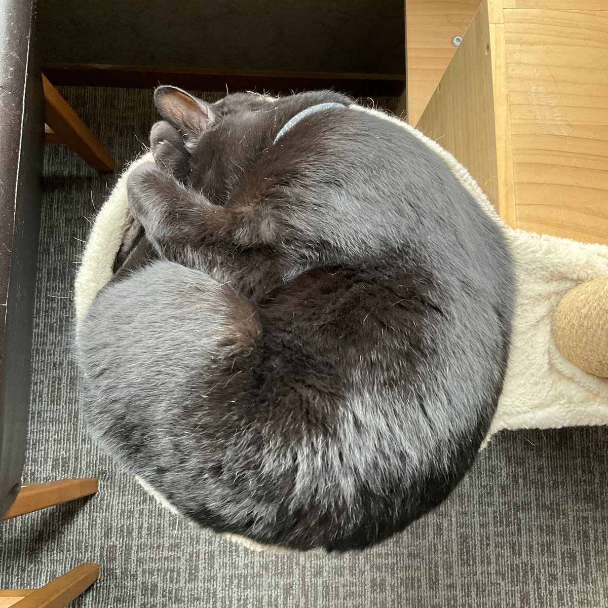 ToshiProject's tweet image. まんまる‼︎