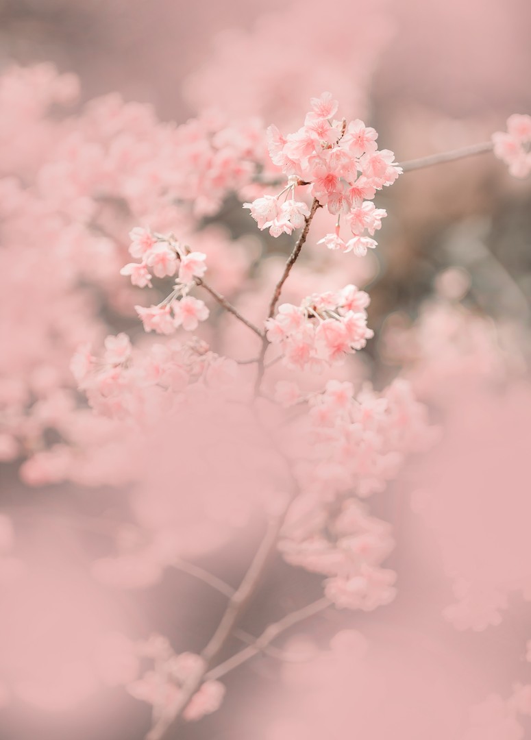 上野公園の桜が満開！🌸  短い間だけしか楽しめない儚さを感じながら、友達と美味しいお弁当を食べました。💕  来週もまた行こっかな？

#桜 #春 #上野公園 #お出かけ