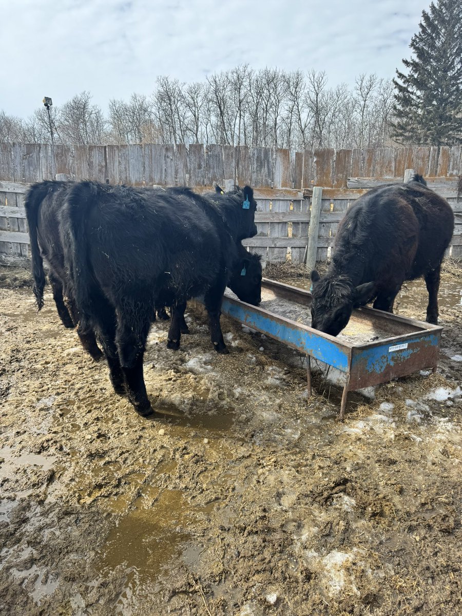 _ethan90's tweet photo. Group of 5 Simm/angus influence replacement heifers for sale. Closed herd with full herd health program. 
All 5 born mid-end march 2024
Very quiet 
Cows are in the yard as receipts
All have cycled already, ready to go to work
Located at Binscarth, Mb
Call or text 204-821-three777 https://t.co/Bu6Nl2fGq0