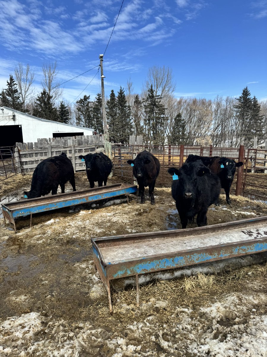 _ethan90's tweet photo. Group of 5 Simm/angus influence replacement heifers for sale. Closed herd with full herd health program. 
All 5 born mid-end march 2024
Very quiet 
Cows are in the yard as receipts
All have cycled already, ready to go to work
Located at Binscarth, Mb
Call or text 204-821-three777 https://t.co/Bu6Nl2fGq0
