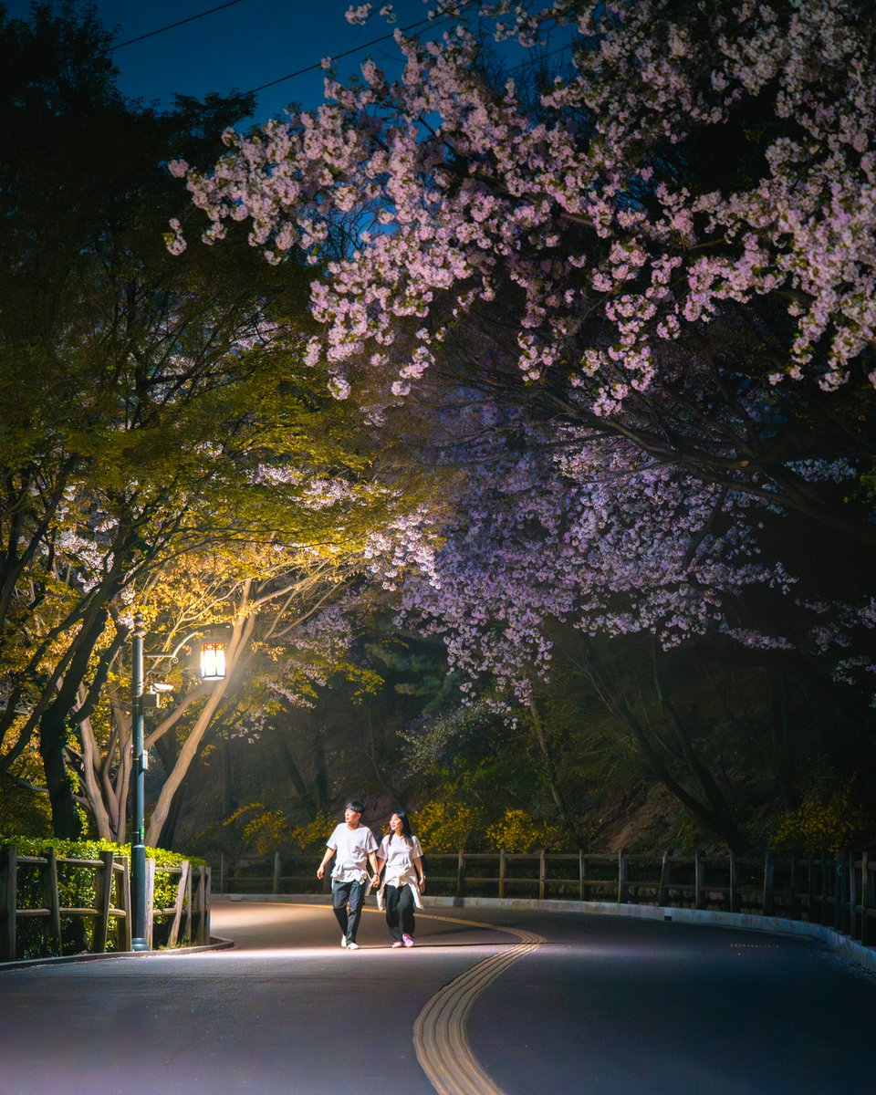 𝑀𝑜𝑜𝑛𝑙𝑖𝑔ℎ𝑡 𝐴𝑙𝑙𝑢𝑟𝑒. By day, cherry blossoms emanates a bright, warm atmosphere, and when night falls they offer a softer yet more romantic glow through the moonlight. Here are some of our night blossom recommendations. Which shot do you like best? Let us know! 🌸🌙