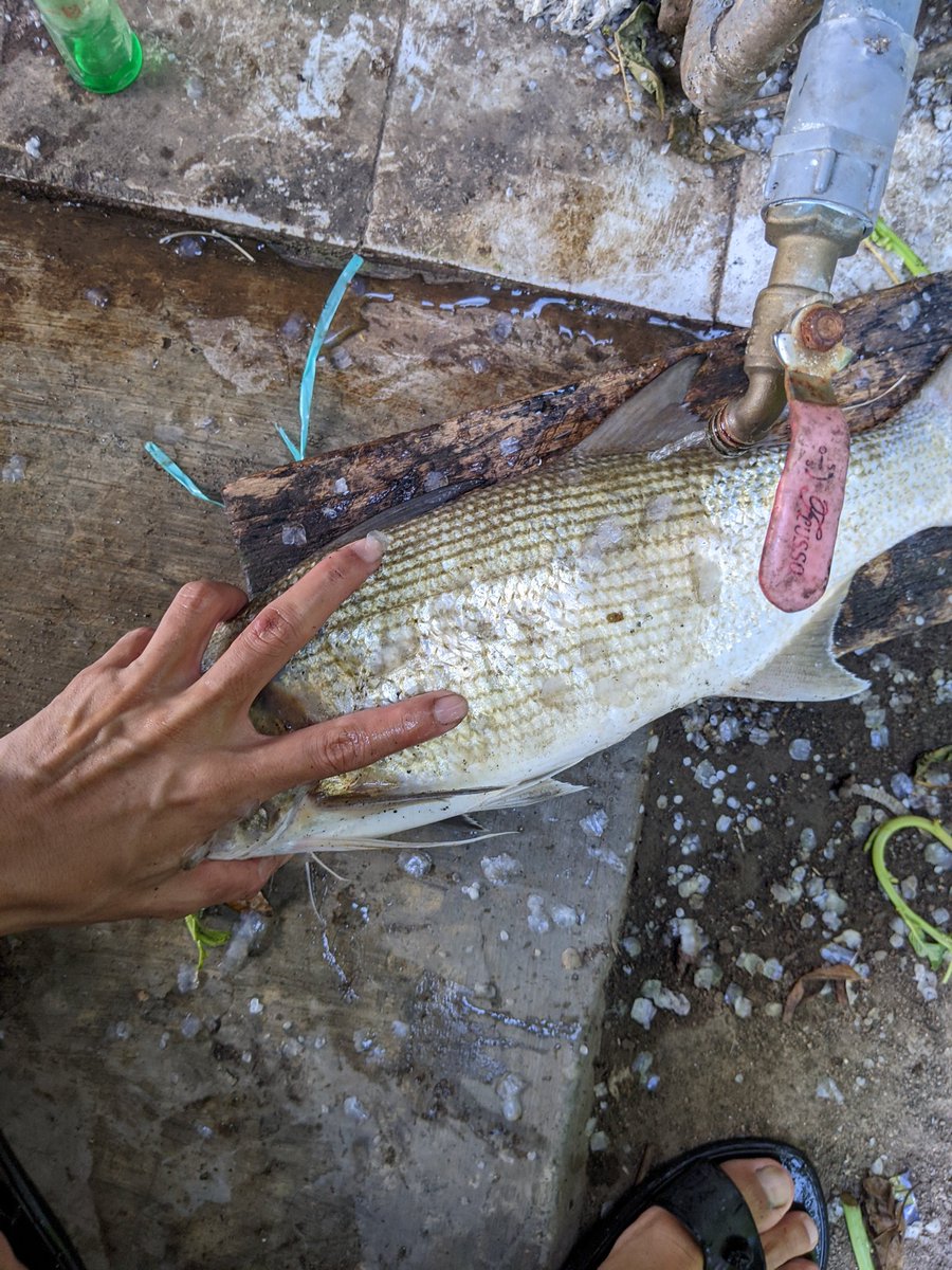 pitabot's tweet photo. Pagi ini treblehook 3x berhasil mbenggang.hampir lurus.
 Minnow ijo silver 15rebu
Seperti biasa jam 6 wita dst,matahari naik tancap minggat.
Ternyata timbangan 1.6kg
Mantap dagingnyooo
#ceritamancing https://t.co/aKasrDoYme
