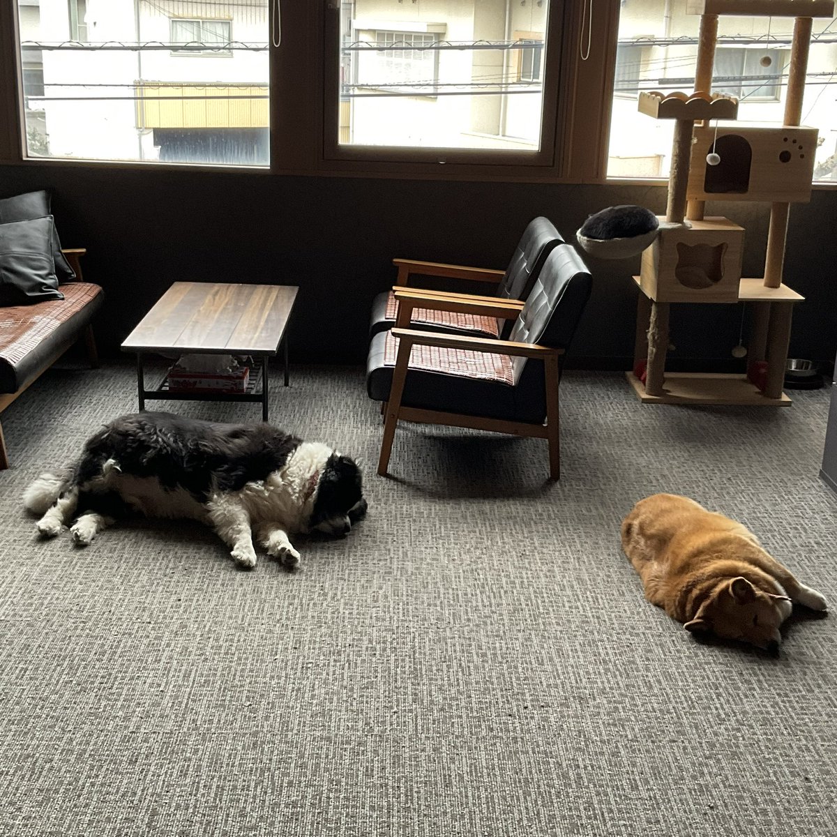 ToshiProject's tweet image. 今日ものどかな相棒たち♡