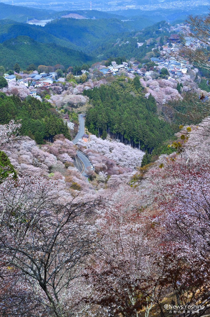 News_Yoshino's tweet photo. 上千本の桜も満開です！！！

本日午前10時、吉野山 #上千本 エリアの桜が満開に到達した事を確認しました🌸
奈良吉野は正に花の盛り！

この機会にぜひ ＃吉野山 でお花見をお楽しみ下さい😌🌸 https://t.co/fY8Ne8Ifvz