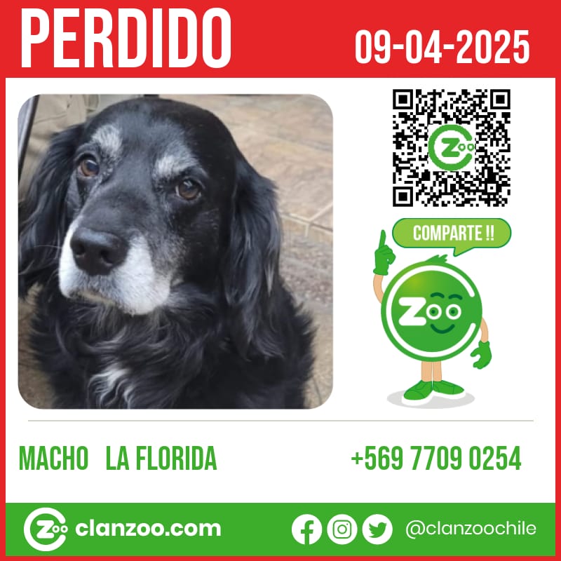 Perrito perdido