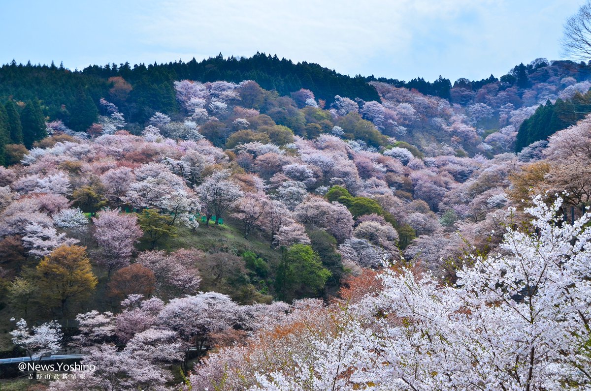 News_Yoshino's tweet photo. 上千本の桜も満開です！！！

本日午前10時、吉野山 #上千本 エリアの桜が満開に到達した事を確認しました🌸
奈良吉野は正に花の盛り！

この機会にぜひ ＃吉野山 でお花見をお楽しみ下さい😌🌸 https://t.co/fY8Ne8Ifvz