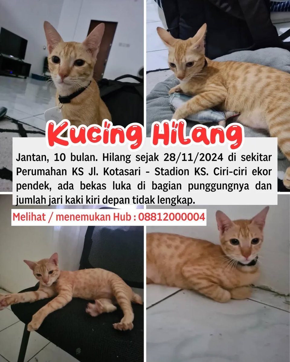 wa4kind's tweet photo. @arkuyyy Alhamdulillah sudah bisa ketemu,,

Maaf izin numpang share barangkali masih ada mukjizat kucing saya masih bisa ketemu.

Ciri utamanya bagian kaki kiri depan tidak lengkap. Terakhir hilang tidak pakai kalung.

Hilang di perumahan KS - Cilegon, bagi yang menemukan ada imbalan 🙏 https://t.co/I9Ja7LVflm