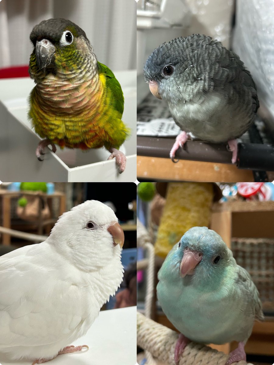 sion040706's tweet photo. 我が家のインコズが、人だったら☺️
納得いく仕上がりやった✨
#チャットGPT https://t.co/TGGqi4RUyP