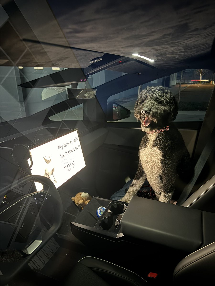 TangoTurtleA's tweet image. Waffle’s is digging the #cybertruck #schnoodle
