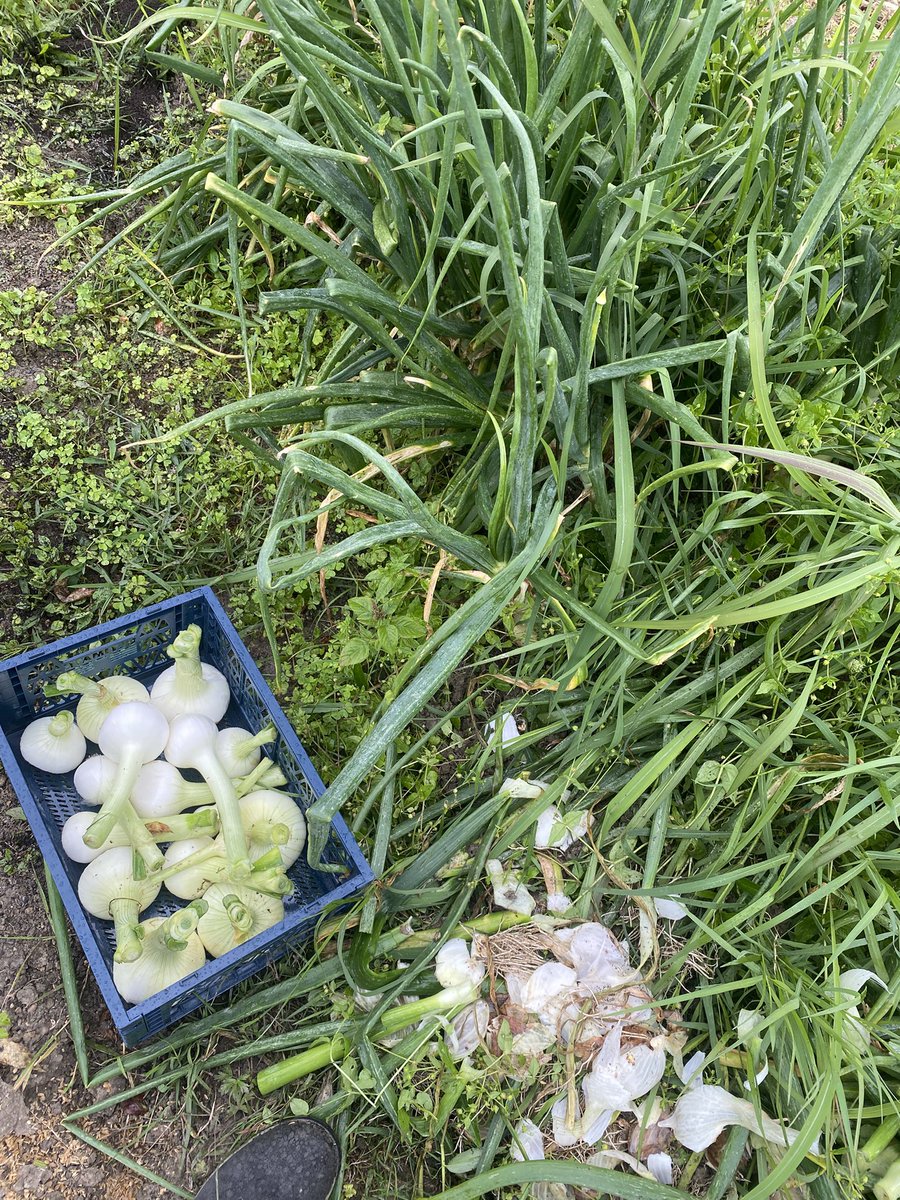haco88's tweet photo. 入学式前の歯医者の前に畑（どんだけ無理やりw）引っ越しの荷物は見ないふりw

こちらは今日は雨
しかし玉ねぎは待ってくれない、花芽でてきた💦
雨でも収穫💪 https://t.co/NMS4ofujEA