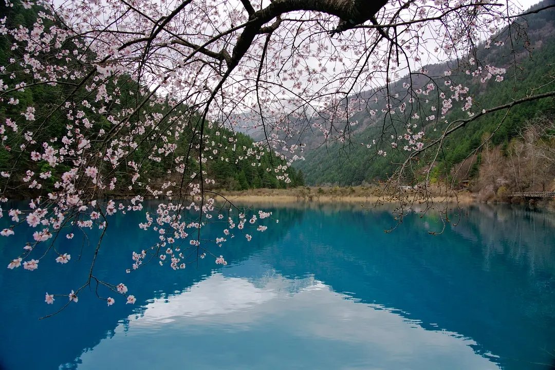 ailuqiao123's tweet image. In April, nature seems to have overturned the palette. The clear lake water is as blue as a gem, forming an interesting contrast with the delicate pink flower branches. Every corner hides the surprises of spring.
#AprilNature #SpringScenery