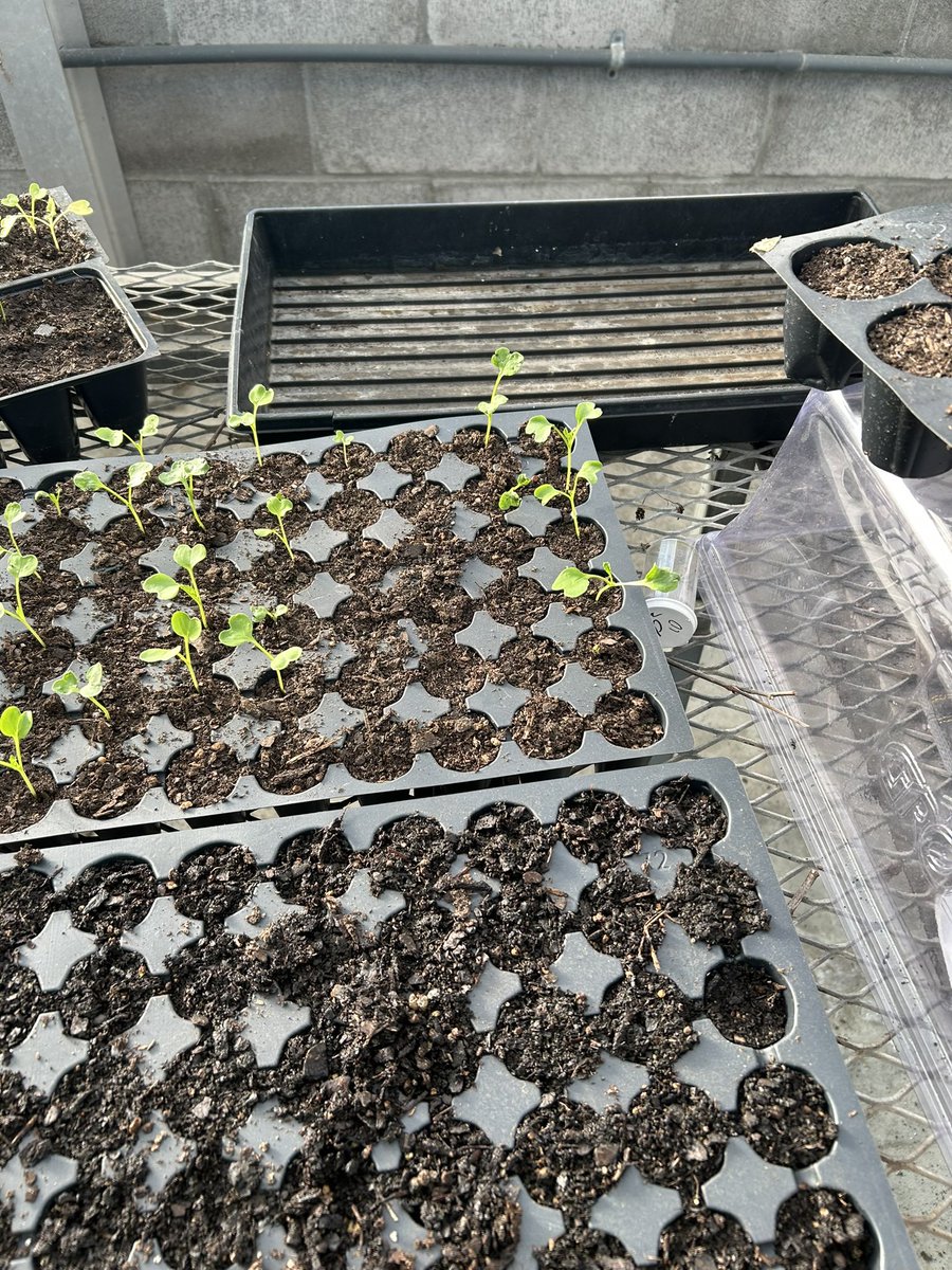 NoRush__'s tweet photo. @florheavenly Agriculture Major 👍🏾 https://t.co/i8vGMzsixH