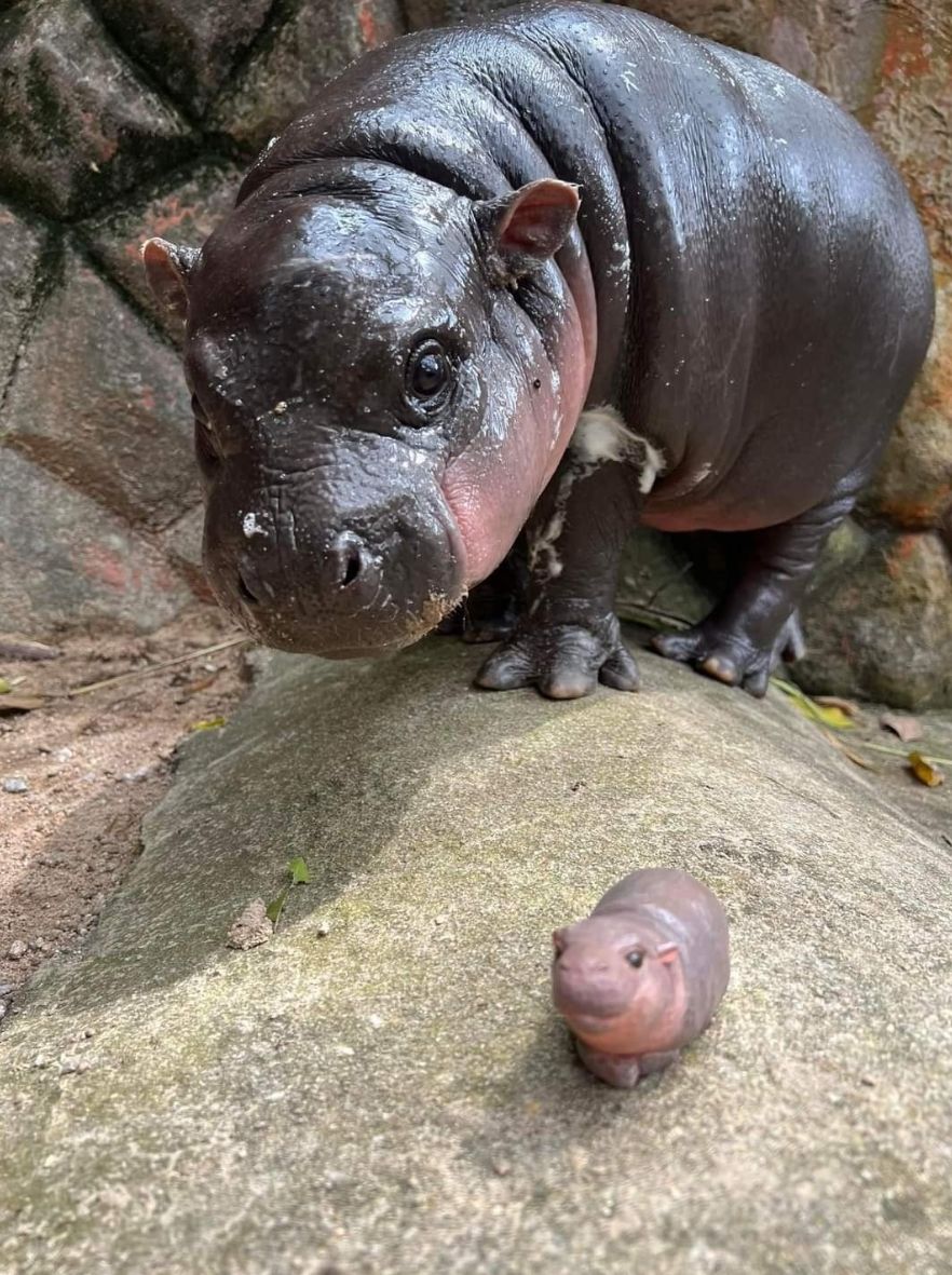 Tweets of Dogs tweet media