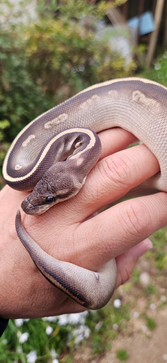 らいむ tweet media