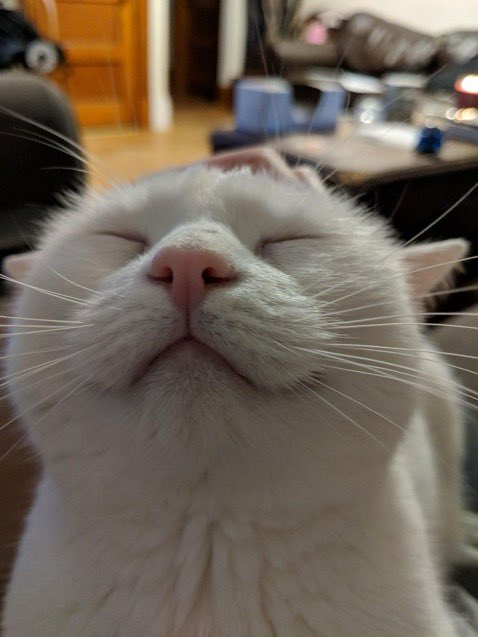 hongjoongcat's tweet photo. https://t.co/4sEhycHZCw