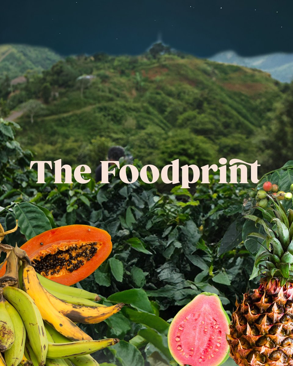 discover_PR's tweet photo. Welcome to The Foodprint—where every flavor tells a story. 🍽️✨
It’s how #TheGreenPath comes to life—through bold flavors, local ingredients, and choices that nourish more than just your appetite. #DiscoverPuertoRico https://t.co/emkRdAJ5NU