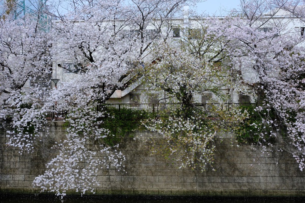 KyoMKatarou's tweet photo. 対岸の桜

X-M5
XF27mmF2.8 R WR 

#富士フイルム #FUJIFILM #XM5
#桜 https://t.co/vhJeyvaKH1