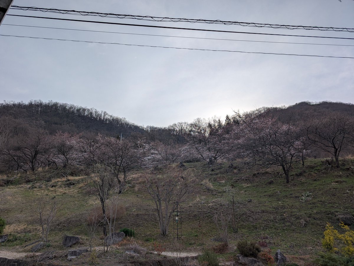 mihyat's tweet photo. 光城山の入口は昨日より咲き始めました。 https://t.co/JiBWl2lvpT