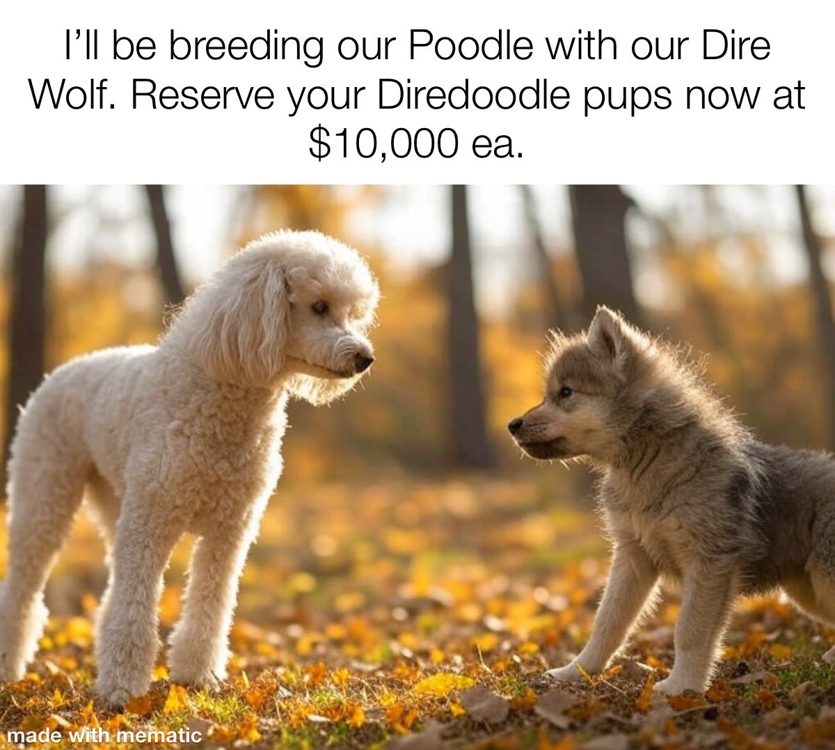 TroyHSierer's tweet photo. Place your orders #Direwolf https://t.co/Krlmrdlawg