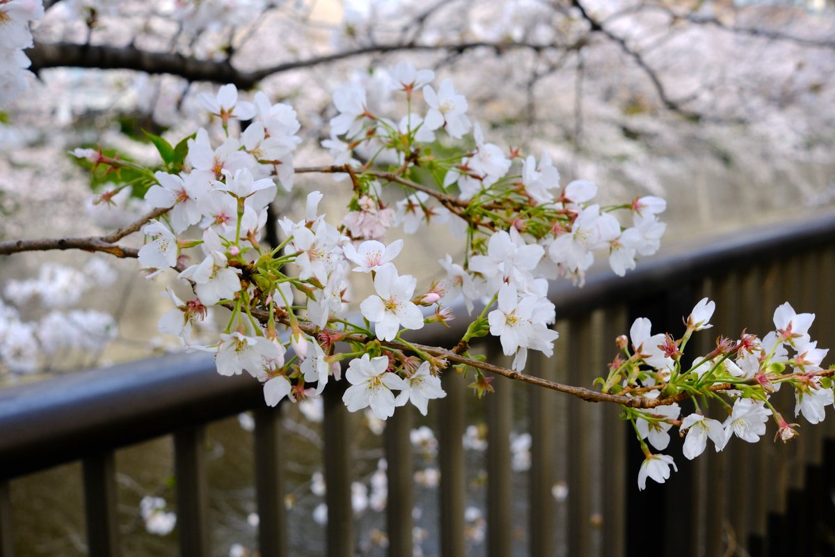 KyoMKatarou's tweet photo. 桜の花

X-M5
XF27mmF2.8 R WR

#富士フイルム #FUJIFILM #XM5
#桜 https://t.co/ywzL3z7JiX