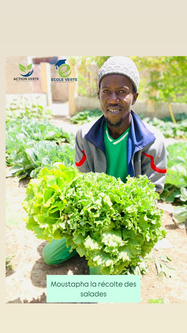 VerteAction's tweet photo. [#ECOLEVERTE#]

Nos cultures évoluent favorablement et approchent de la phase de récolte. Nos variétés de piment, chou, persil et tomate montrent déjà de très beaux résultats sur le terrain.

#Senegal2050 https://t.co/8WARGYY15r