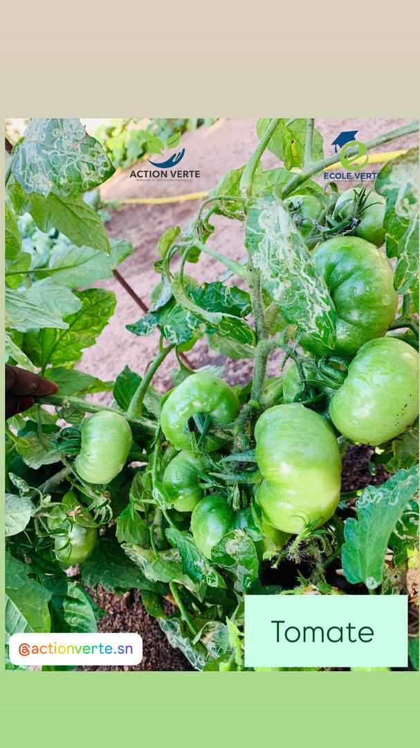 VerteAction's tweet photo. [#ECOLEVERTE#]

Nos cultures évoluent favorablement et approchent de la phase de récolte. Nos variétés de piment, chou, persil et tomate montrent déjà de très beaux résultats sur le terrain.

#Senegal2050 https://t.co/8WARGYY15r