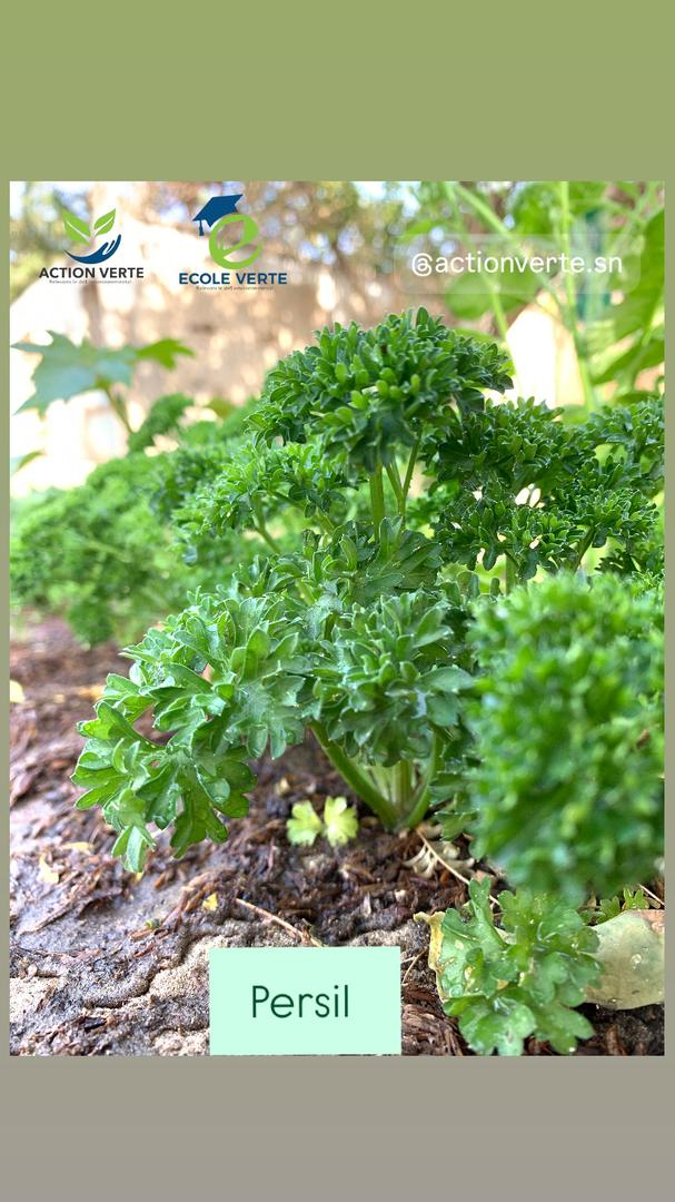 VerteAction's tweet photo. [#ECOLEVERTE#]

Nos cultures évoluent favorablement et approchent de la phase de récolte. Nos variétés de piment, chou, persil et tomate montrent déjà de très beaux résultats sur le terrain.

#Senegal2050 https://t.co/8WARGYY15r