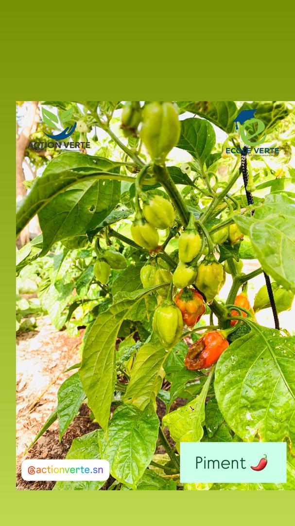 [#ECOLEVERTE#]

Nos cultures évoluent favorablement et approchent de la phase de récolte. Nos variétés de piment, chou, persil et tomate montrent déjà de très beaux résultats sur le terrain.

#Senegal2050