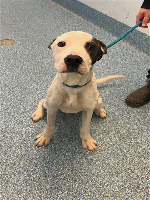PetfindToronto's tweet photo. #COMSTOCK #PHARMACY Pls RT2unite #FOUND #DOG- 5-Apr-25 #Toronto Animal Services A1003922 #EAST 416-338-7539 WHITE BRN BRINDLE #BULLDOG #DALAMATION M/2Yr https://t.co/dpUh6YdI6Q