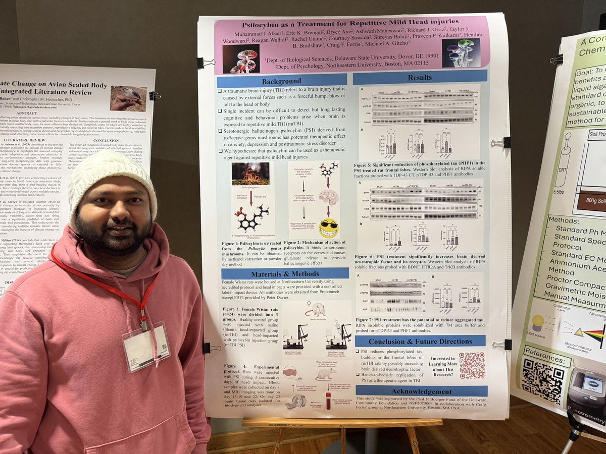 MGitcho's tweet photo. Some cool science!!! Muhammad Abeer presented some cool results @DelStateUniv that psilocybin reduces aggregation of tau in a rat model of repeated TBI. see preprint: https://t.co/M3x137KyuR https://t.co/KRqIcZLsk1