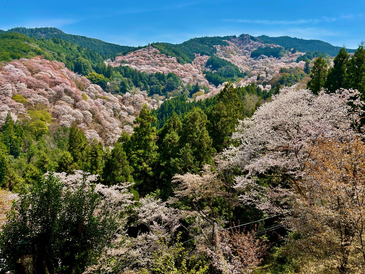 吉野の桜🌸

吉野上千本展望台/ 一目千本より

素敵な1日をお過ごし下さいませ✨

📸2025/4