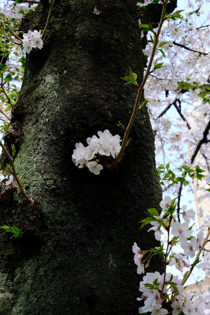KyoMKatarou's tweet photo. 幹に咲いた花

X-M5
XF27mmF2.8 R WR

#富士フイルム #FUJIFILM #XM5
#桜 https://t.co/UfIC2vzRdW