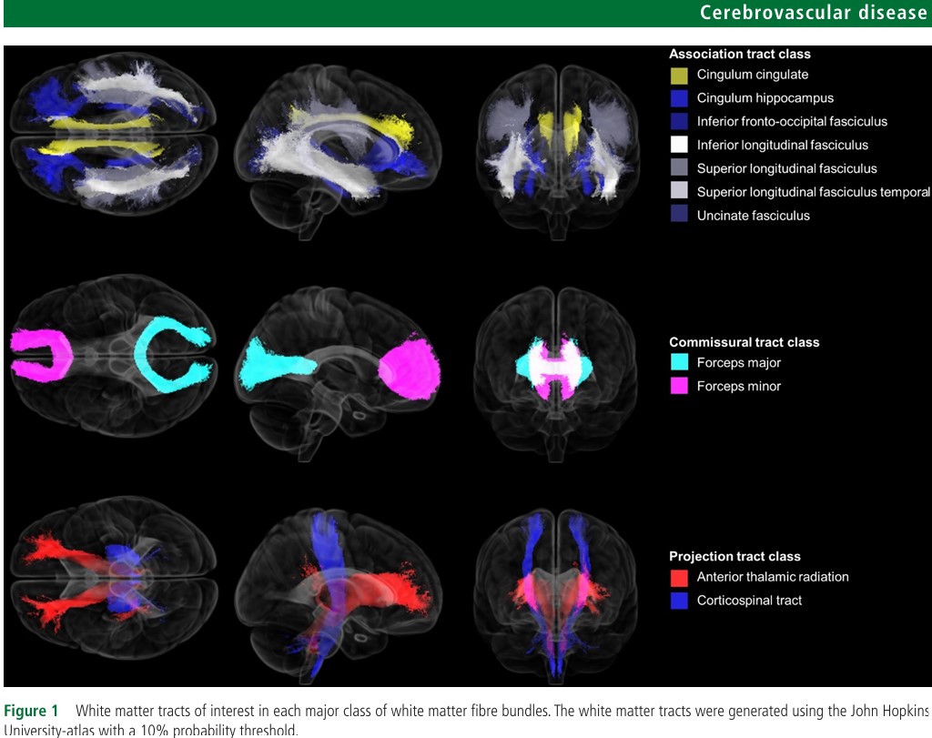 Tract-specific white matter hyperintensities and neuropsychiatric syndromes: a multicentre memory clinic study

This study shows finds tract-syndrome specificity of WM hyperintensity burden with apathy and hyperactivity suggests disruption of strategic neuronal pathways may be a